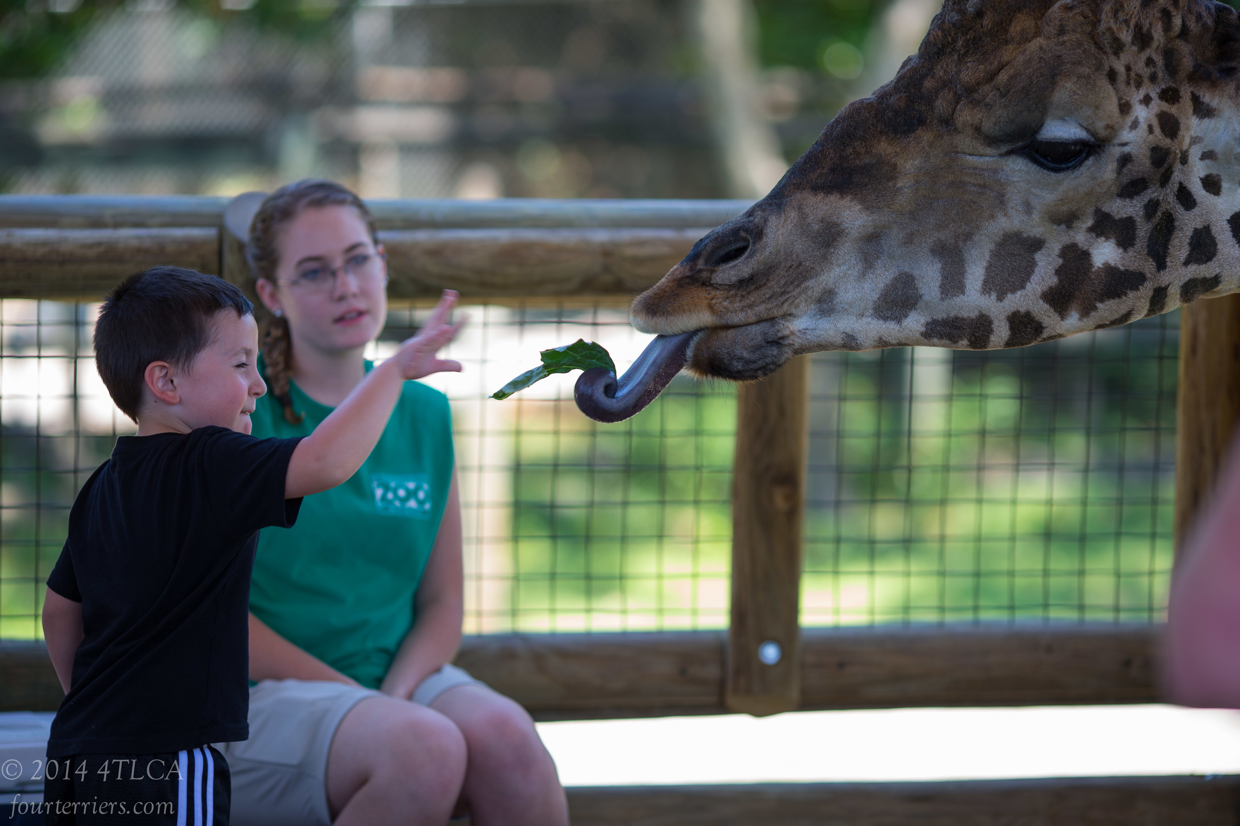 Feeding the Giraffe, Knoxville Zoo