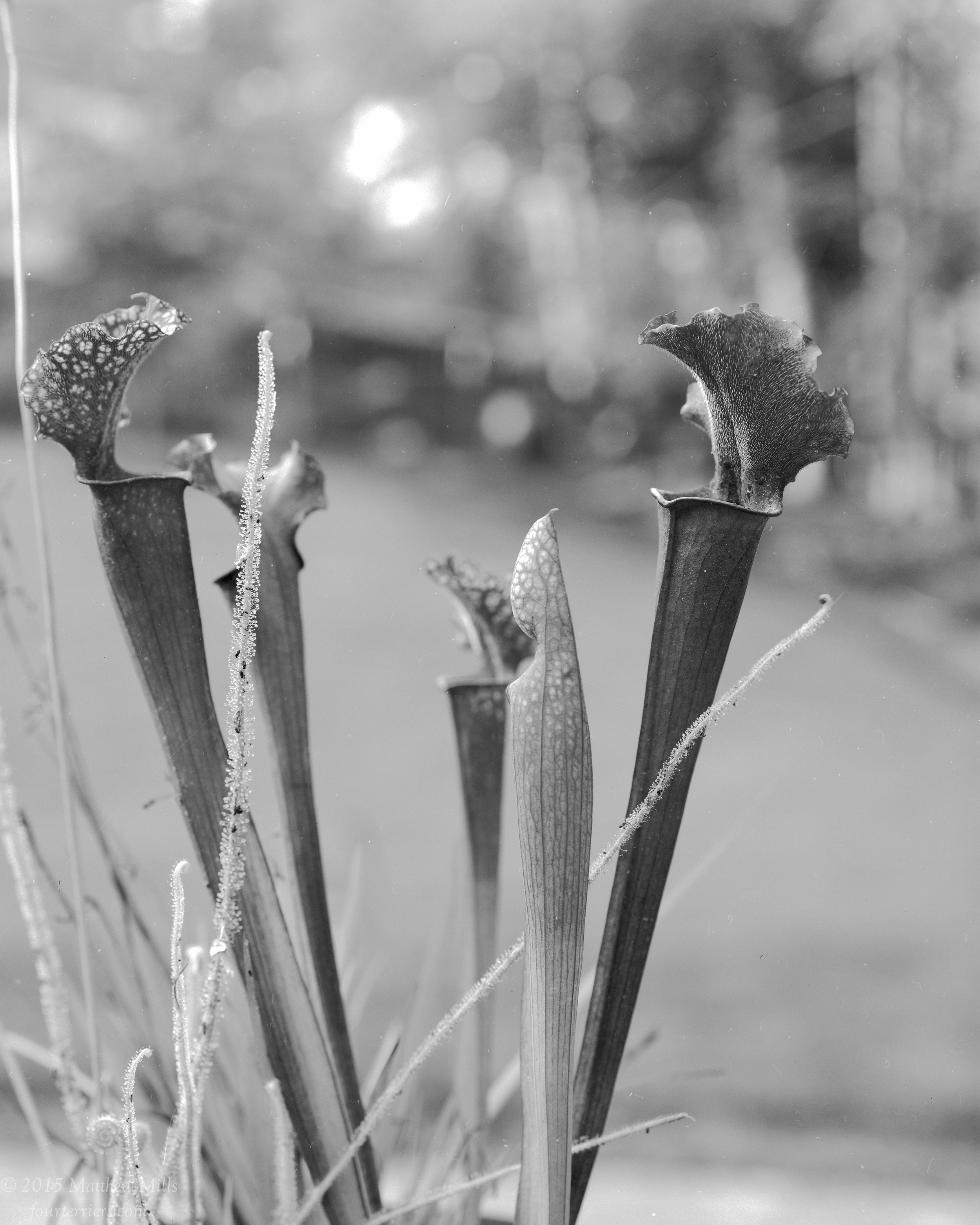 Carnivorous Plants