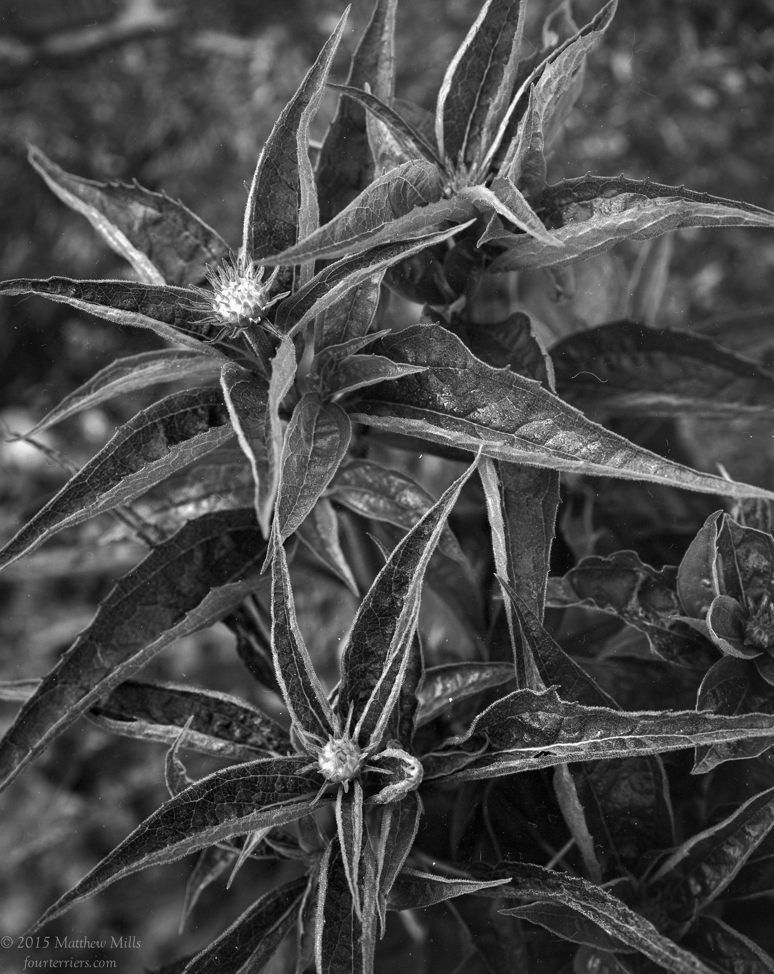 Echinacea Buds and Leaves