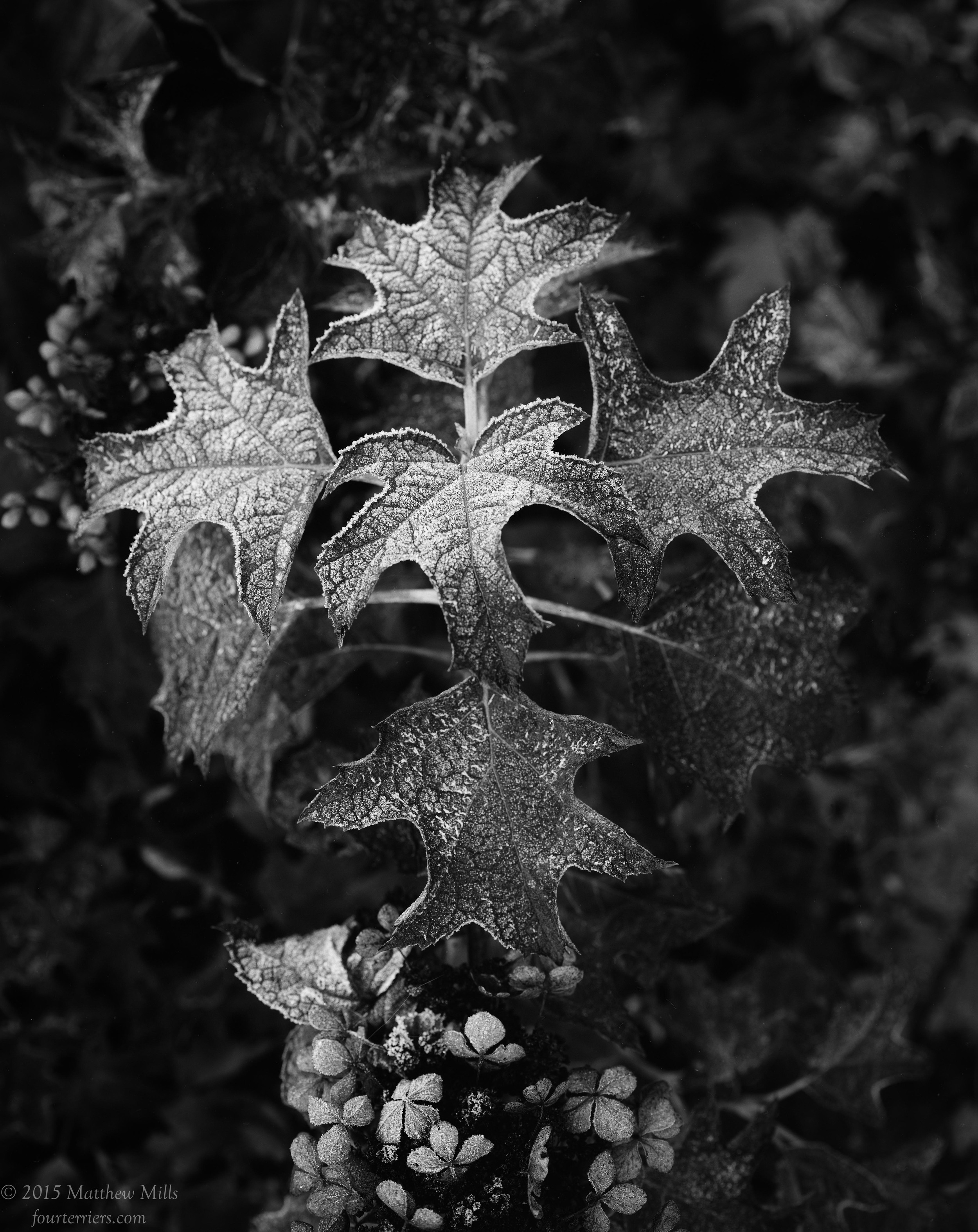 Oak Leaf Hydrangea in Frost, Fall 2015