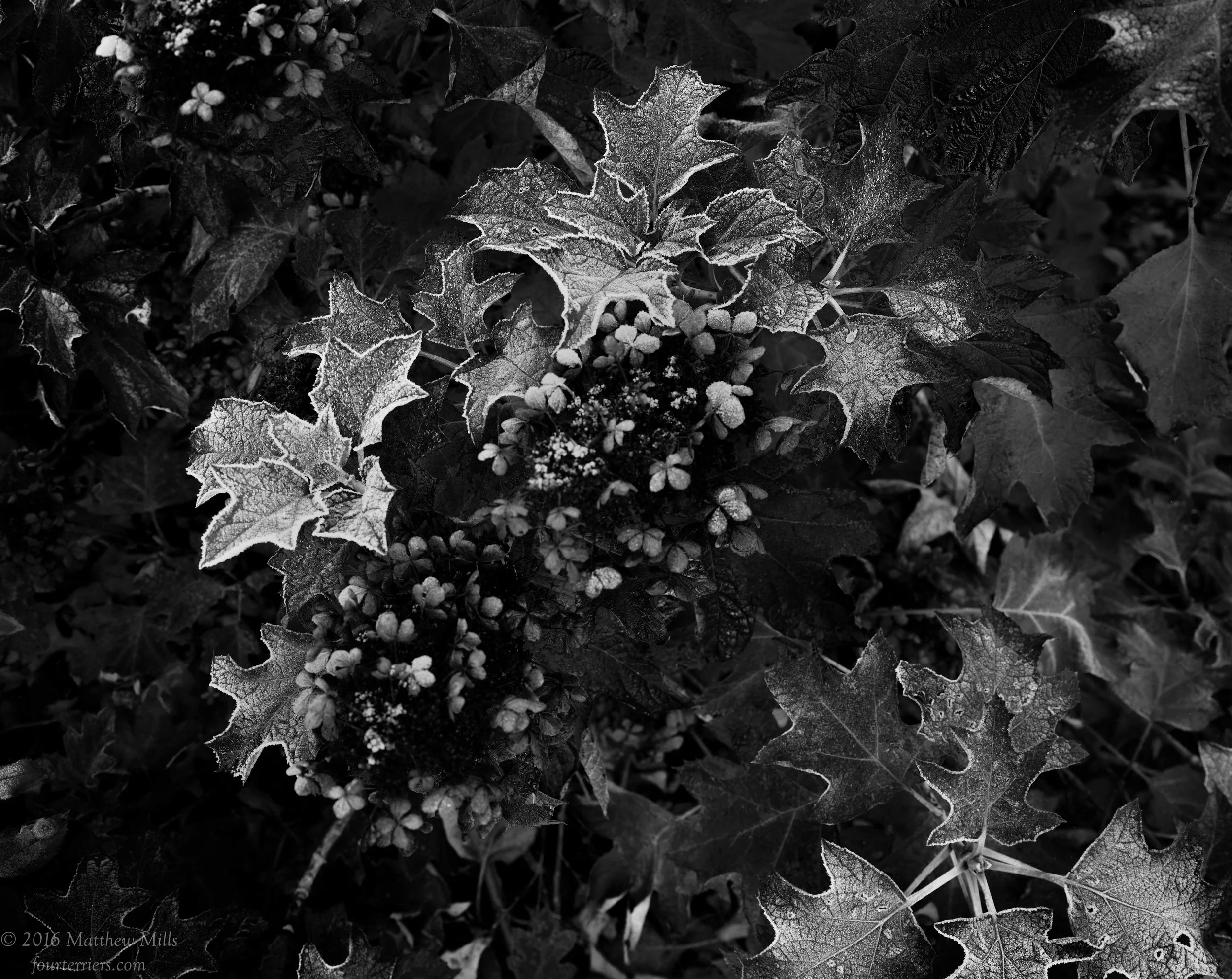 Oakleaf Hydrangea