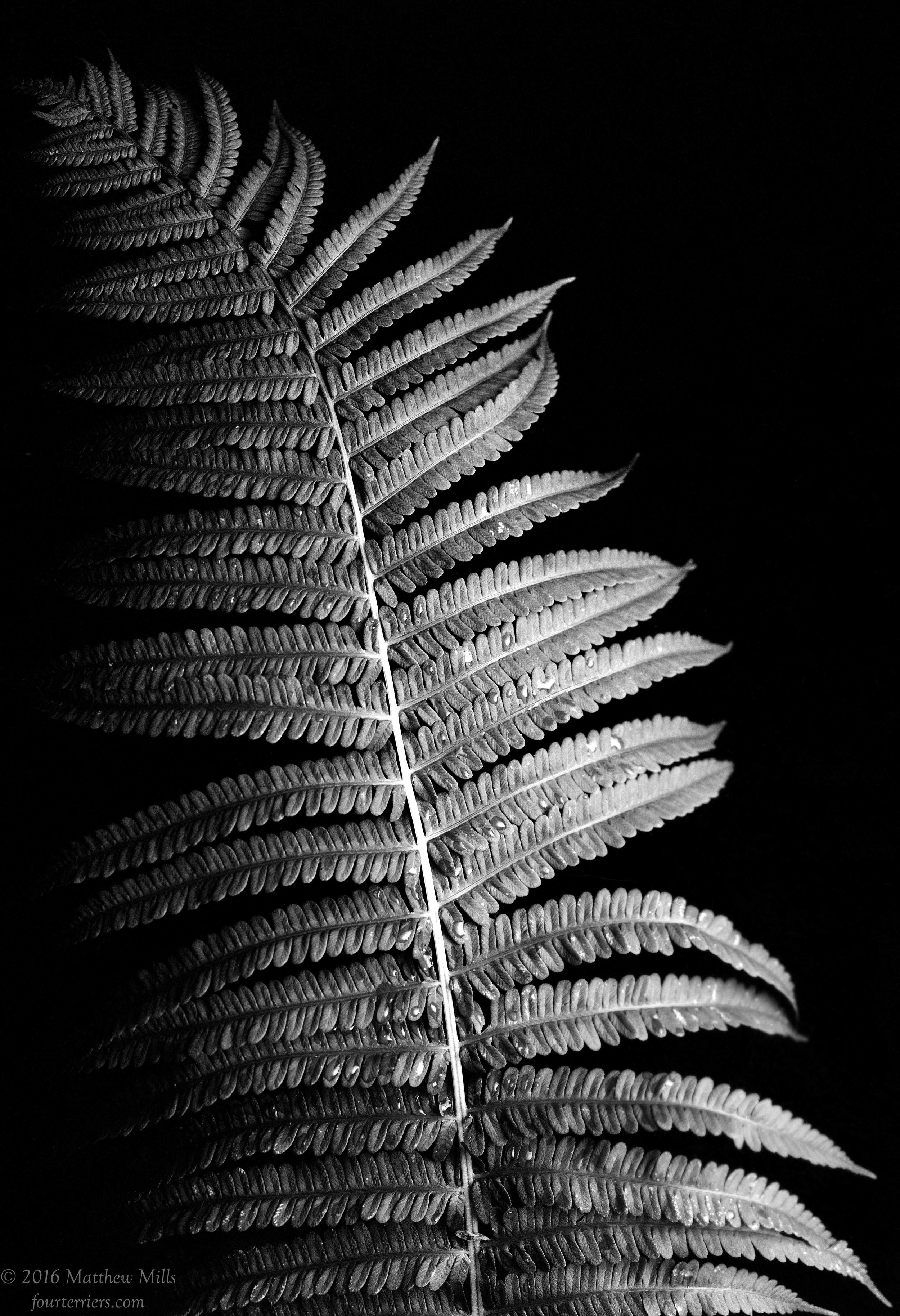 Monochrome Fern 1