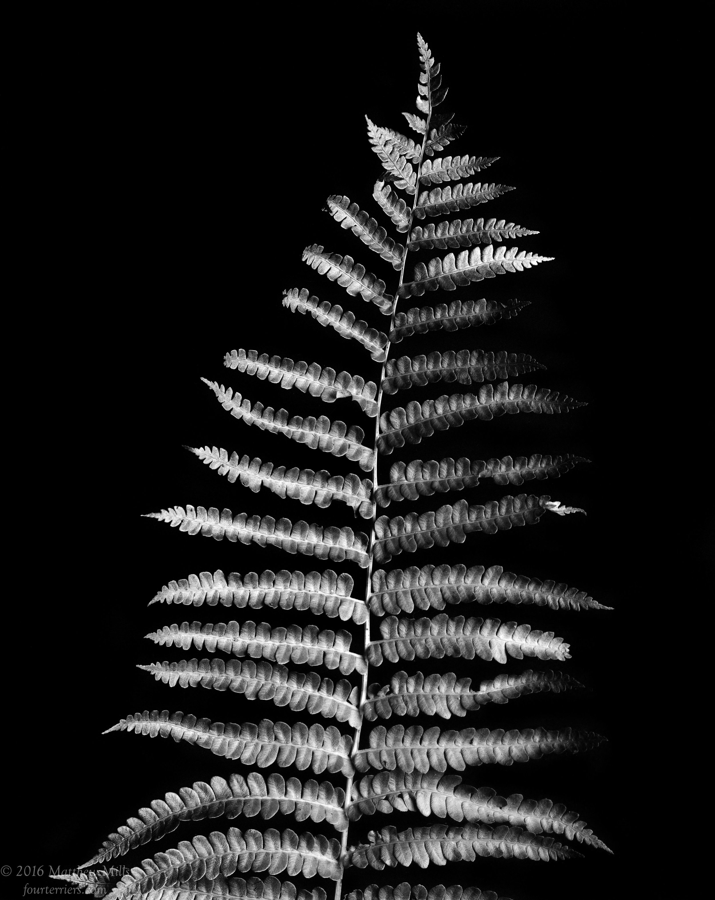 Monochrome Fern 4