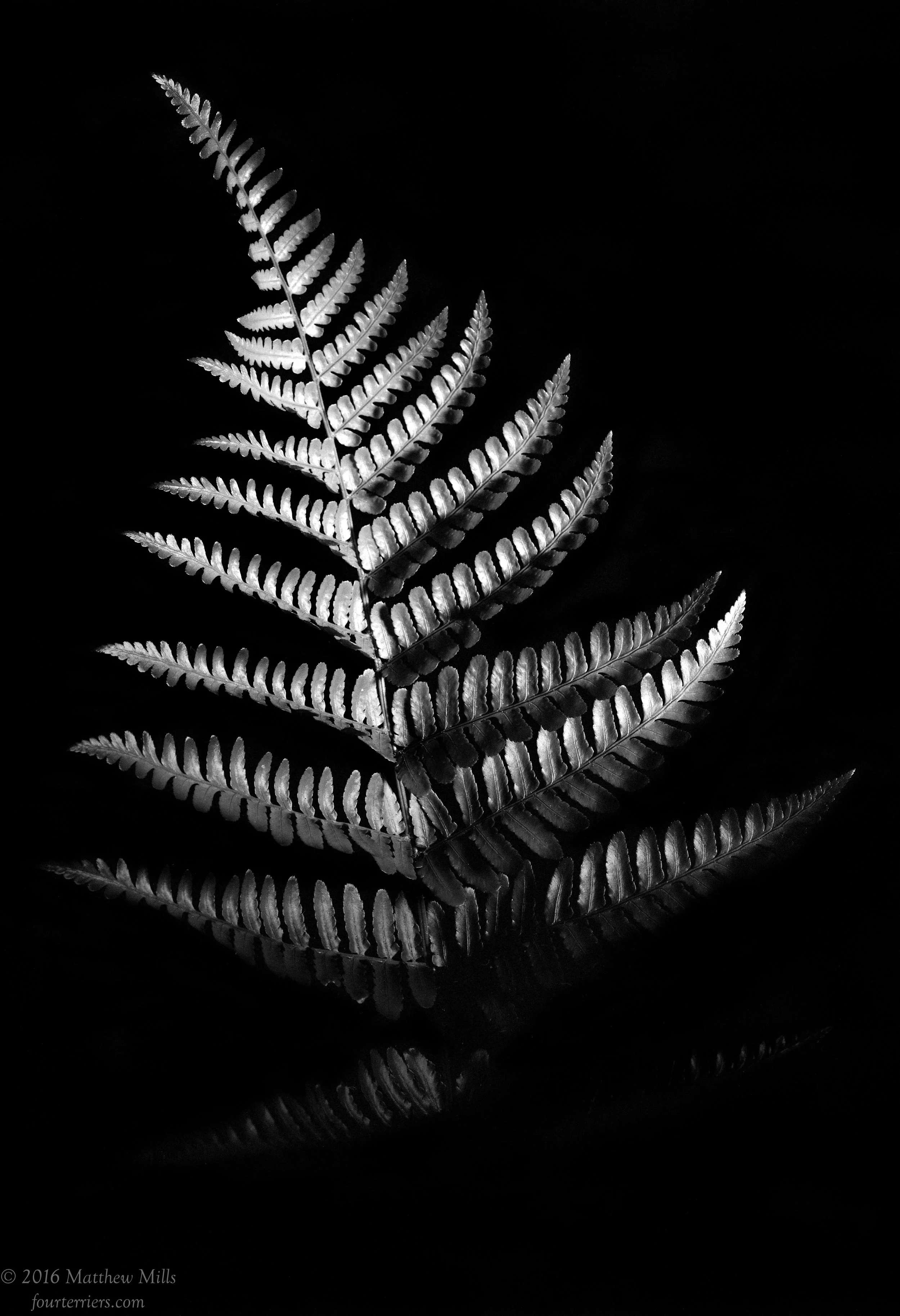 Monochrome Fern 3