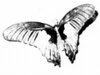 butterfly.jpg