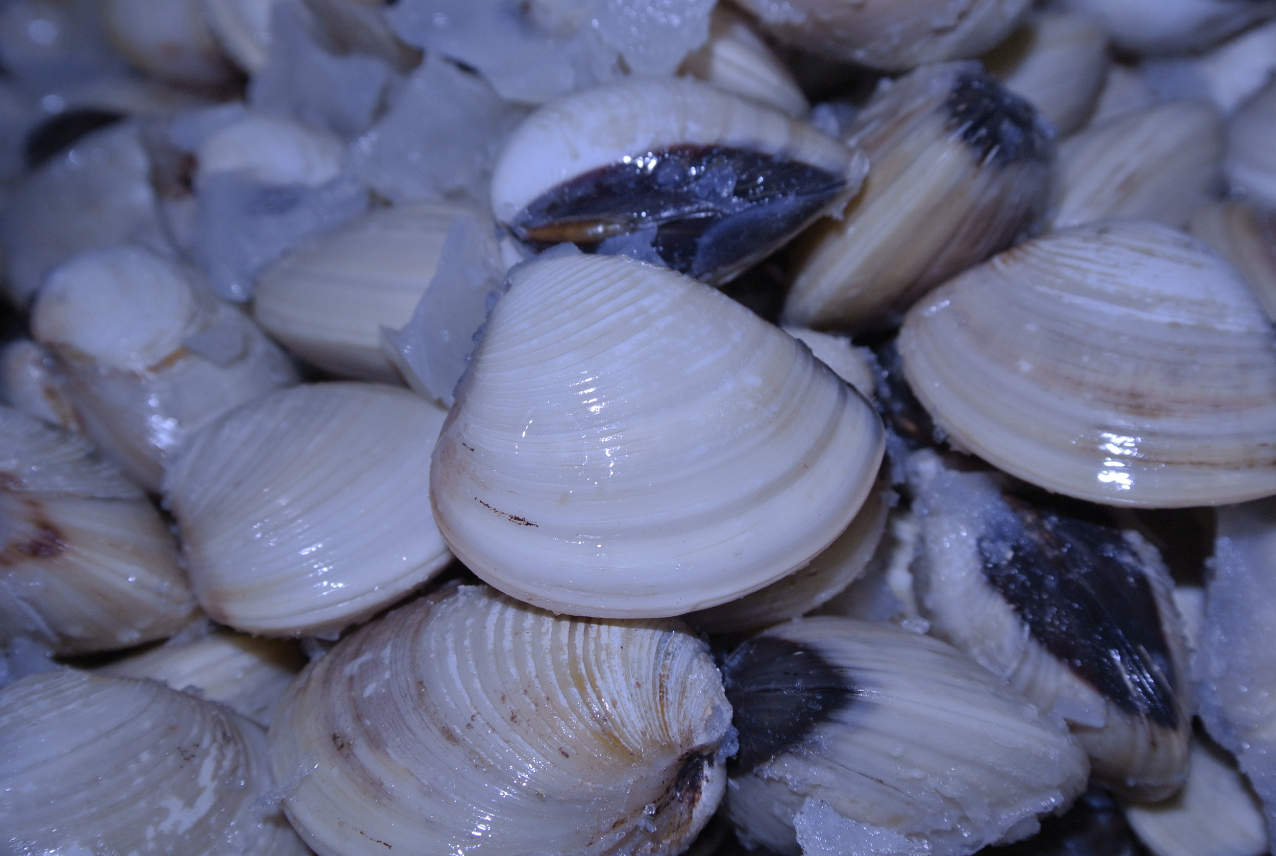 Clams