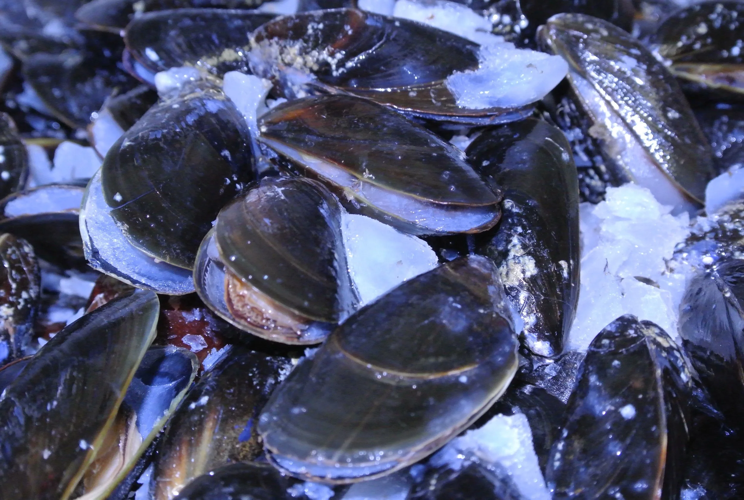 Mussels