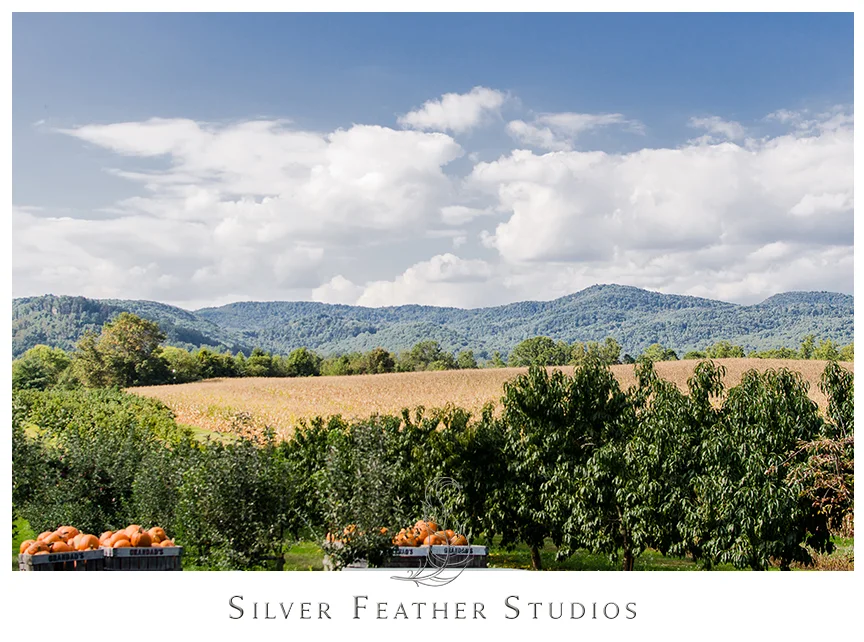 Stunning mountain views in Hendersonville, NC at Granddad's Apple Orchard. © Silver Feather Studios, North Carolina Wedding Photography & Videography