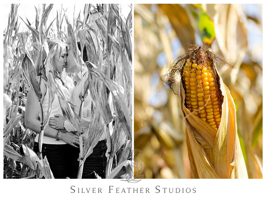 Engagement photography in the corn fields in Hendersonville, NC. © Silver Feather Studios, North Carolina Wedding Photography & Videography