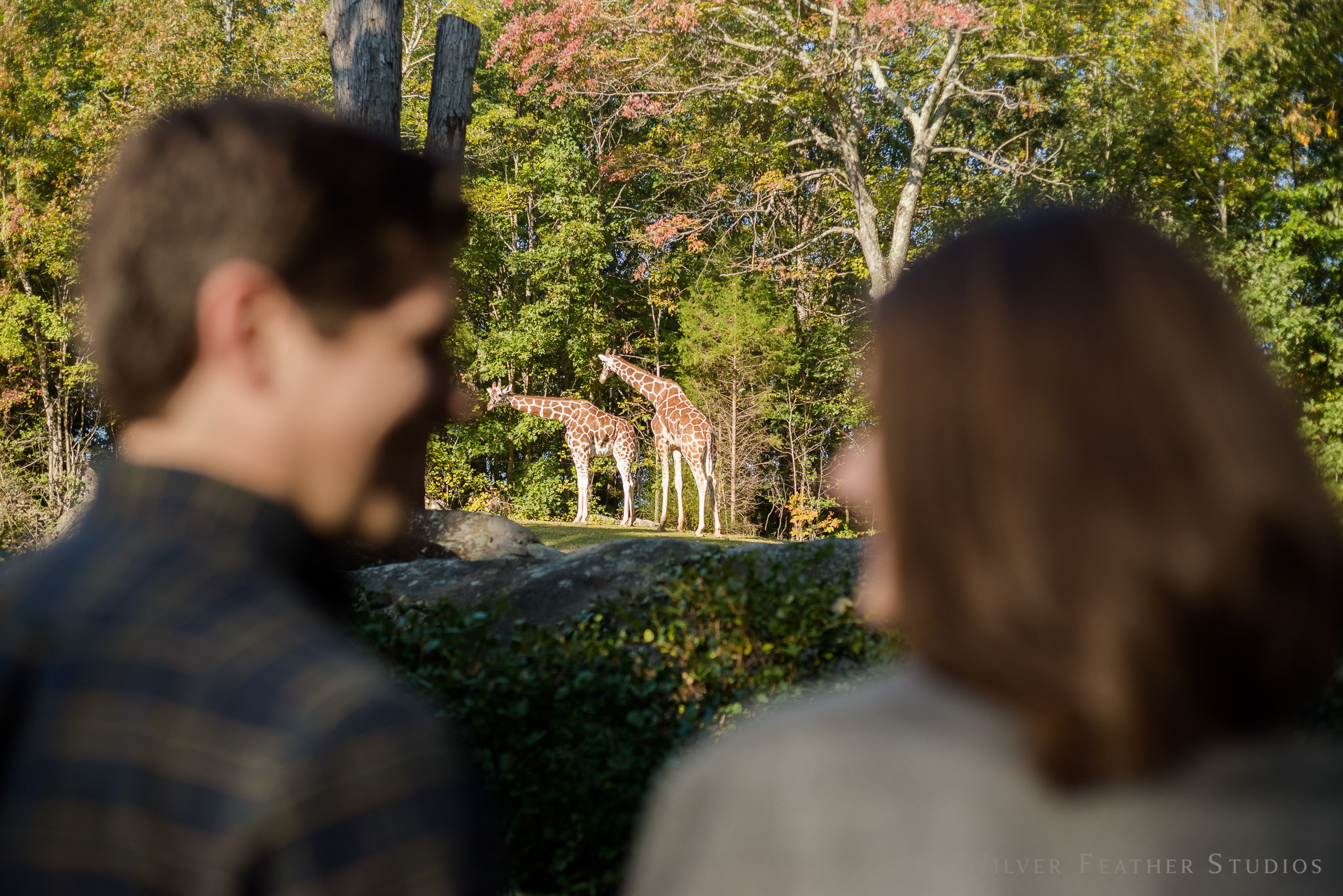 nc-asheboro-zoo-engagement-006.jpg