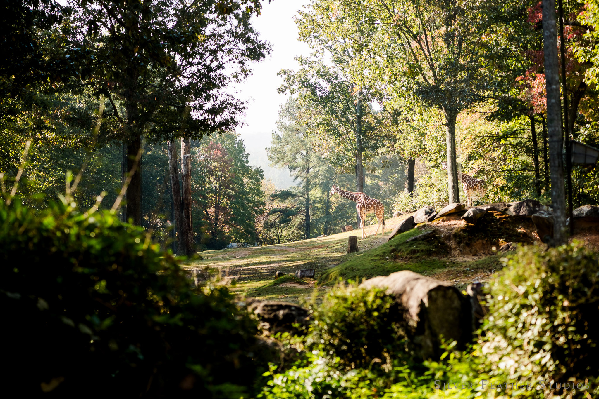 nc-asheboro-zoo-engagement-007.jpg