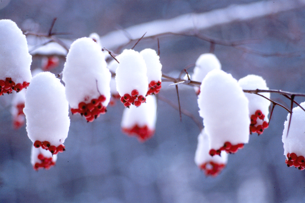 Snowberry