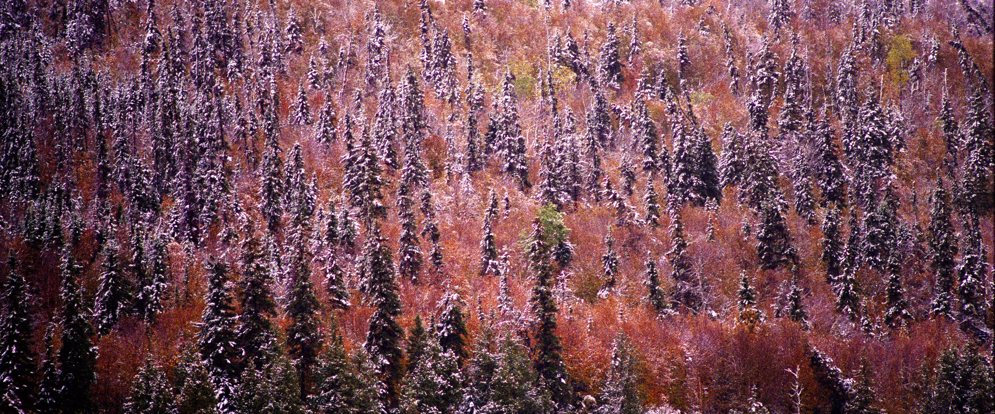 Boreal Forest Autumn