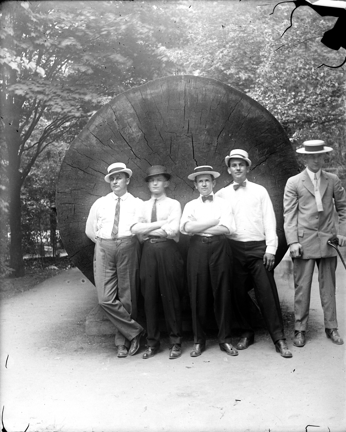 The "Big Tree" at Palmer Park, Detroit, circa 1915.