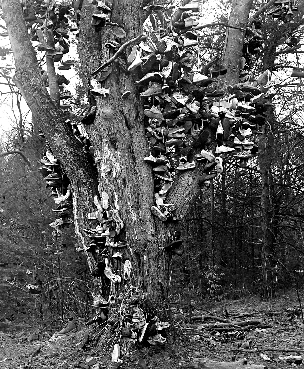 Shoe Tree