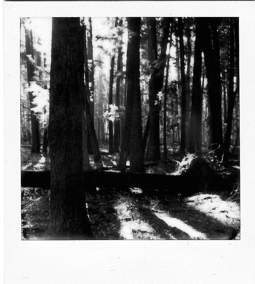 Hartwick Pines with a Polaroid