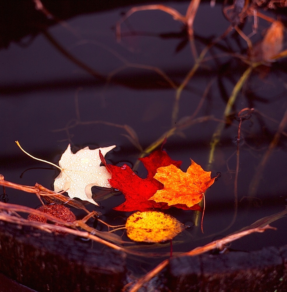 Funny, how the leaves always arrange themselves perfectly.