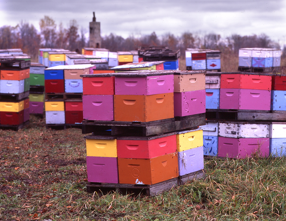 Colored Hives