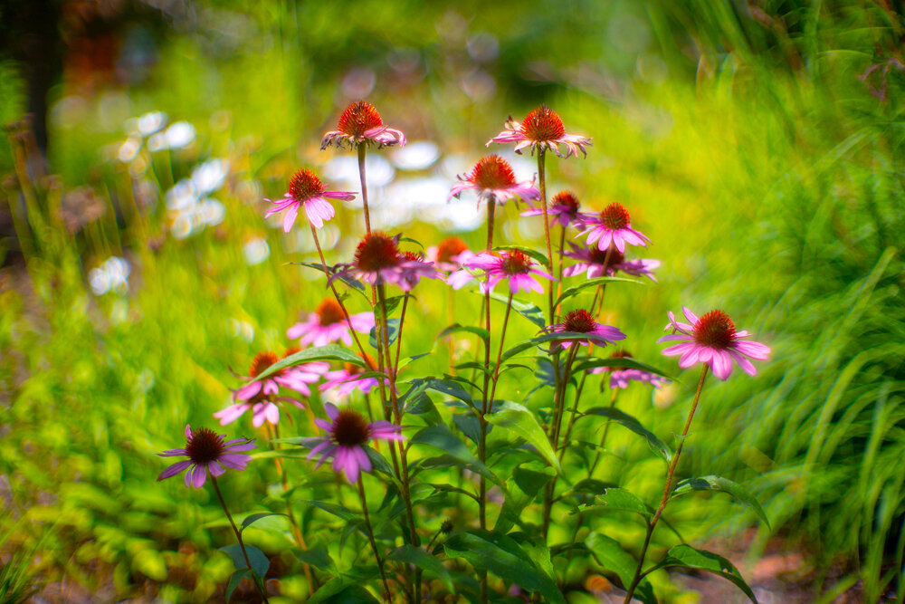 Purple Coneflower