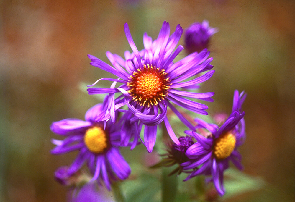 Aster in Bloom