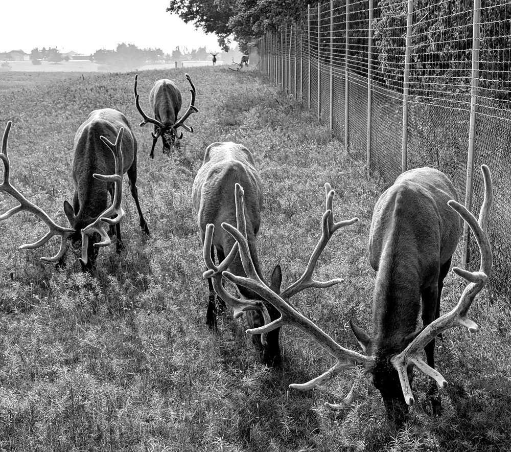 Attack of the Antlers