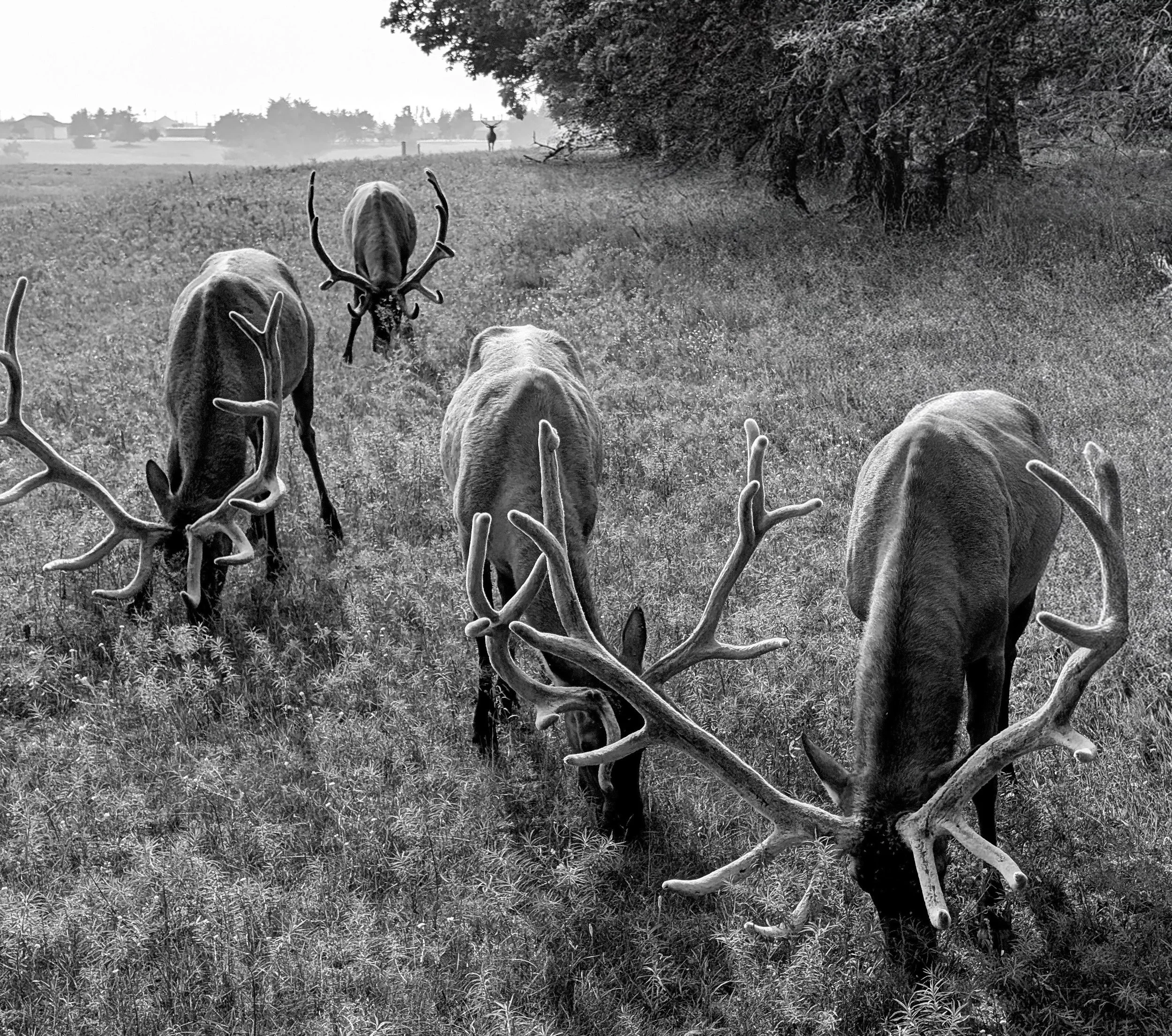 Attack of the Antlers