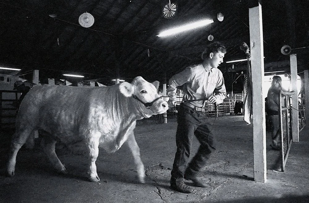 Reluctant Cow