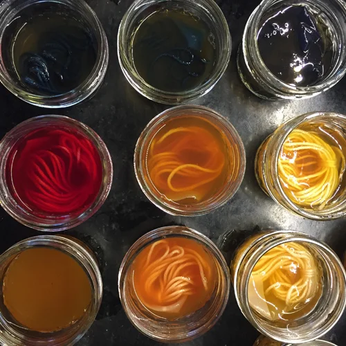 Setting up dye samples. The mineral content and pH of water can have huge effects on the color of a dye. 