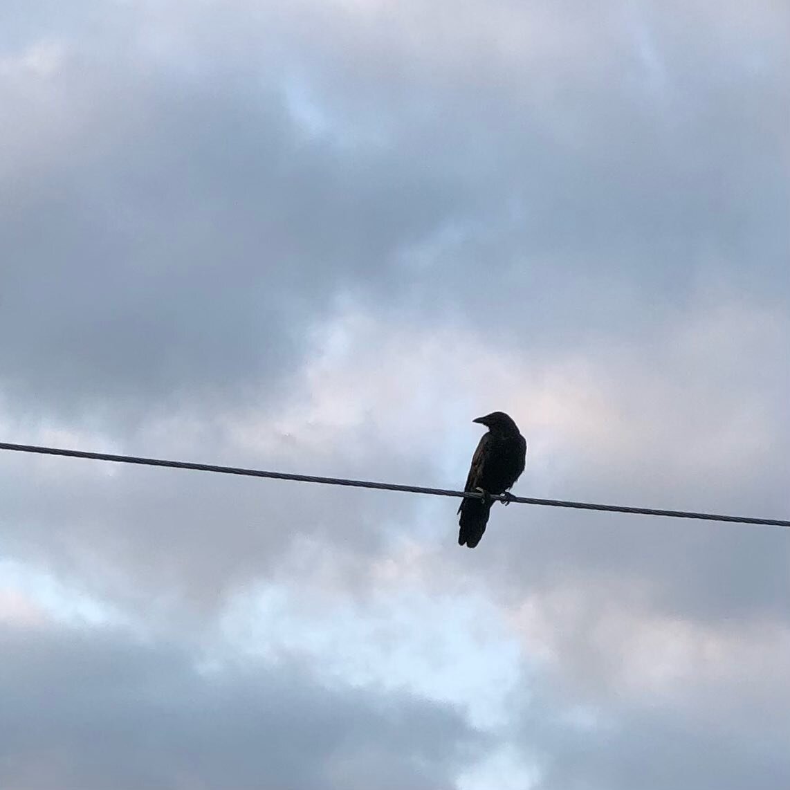 This crow and I were conversing this morning, and he(she) kindly posed for many pictures.
.
I&rsquo;m not really someone who looks backwards.  I mention this because the one year anniversary of my Achilles rupture passed this weekend with little fanf