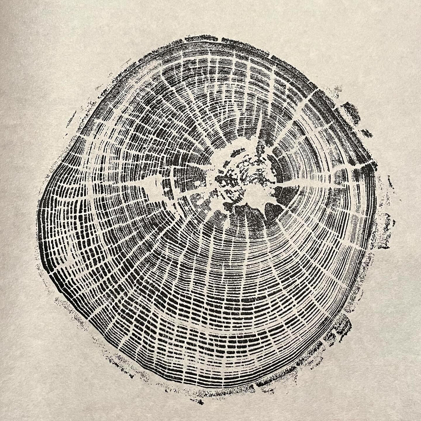 Once upon a time, we had a giant white ash tree named Steve.  For a long time, we thought Steve was impervious to the emerald ash borer until the year we noticed that Steve was dying from the top down - a sure sign that this century old tree had succ