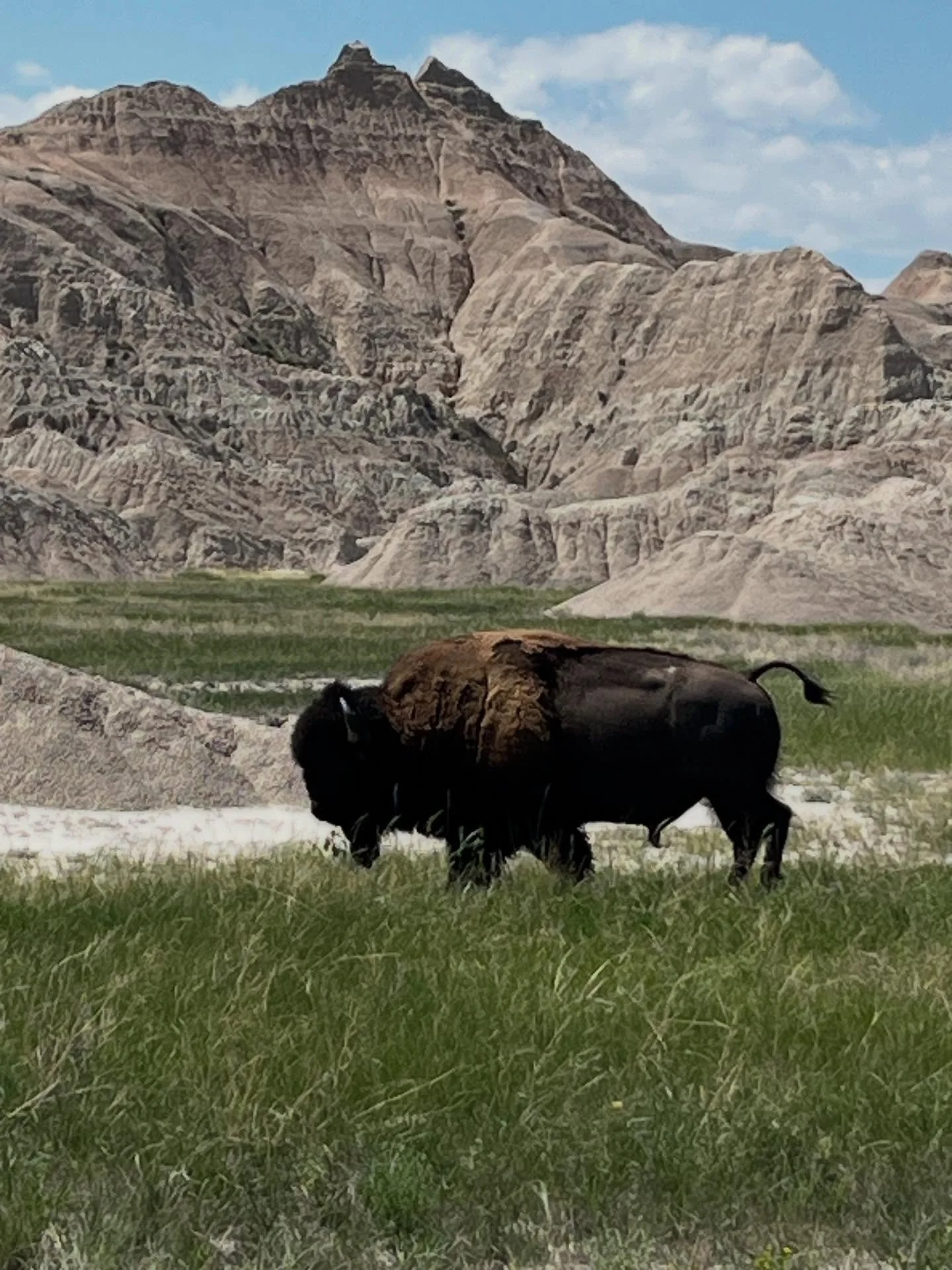 Summer road trip to deliver the teen to Utah.  From New York through Pennsylvania, Ohio, Indiana, Illinois,  Iowa to South Dakota and Badlands NP.  A quick diversion to Mount Rushmore and Crazy Horse. 

Camping with bison, turkeys, coyotes, rattlesna