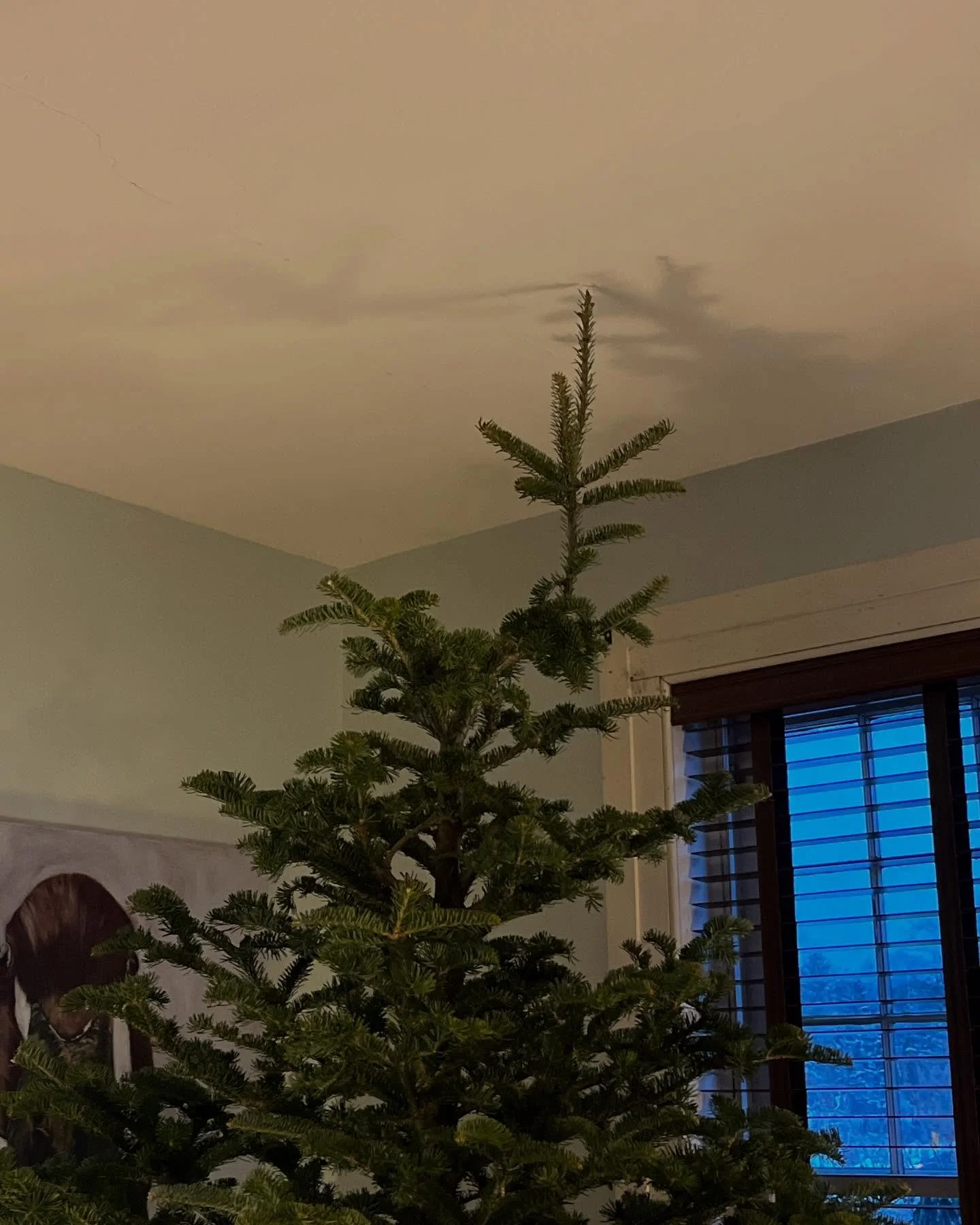 This tree looked perfect in a blizzard.
Christmas Tree Outing 2024 vs. Christmas Tree Outing 2023.  So much snow and no Henni.
@isblbird @henriette.boe