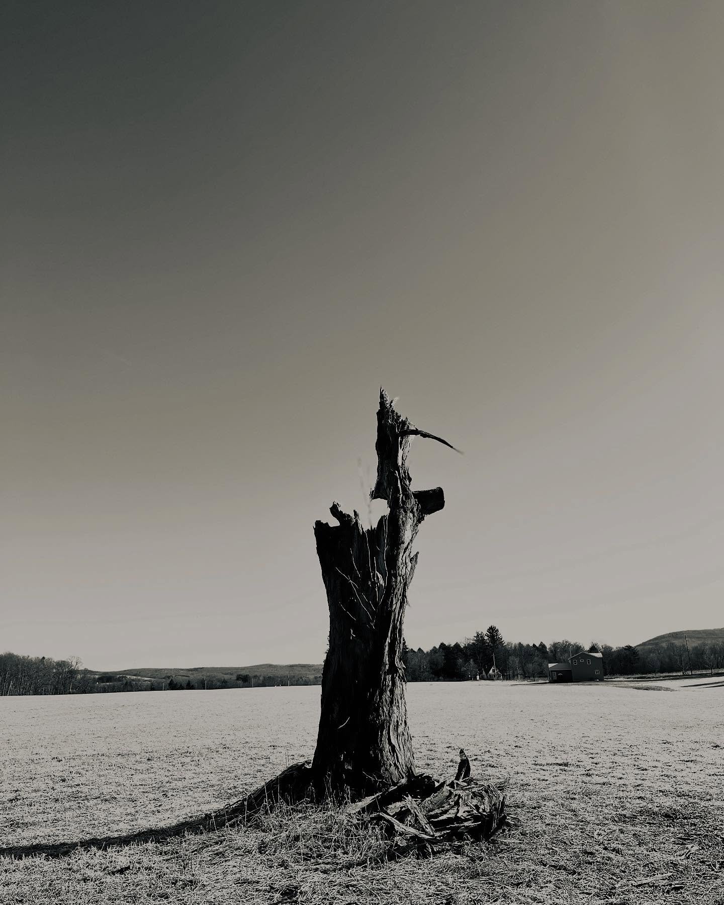 A broken heart.

#shagbarkhickory #noonertree