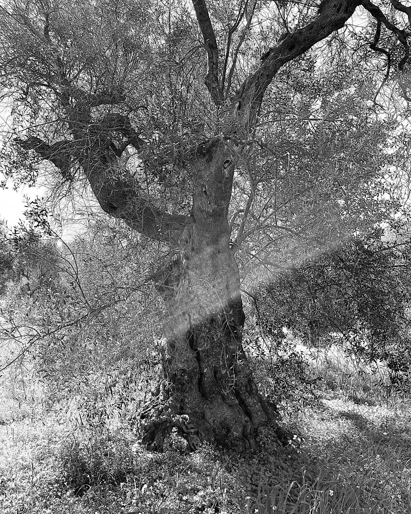 Olive trees at the end.