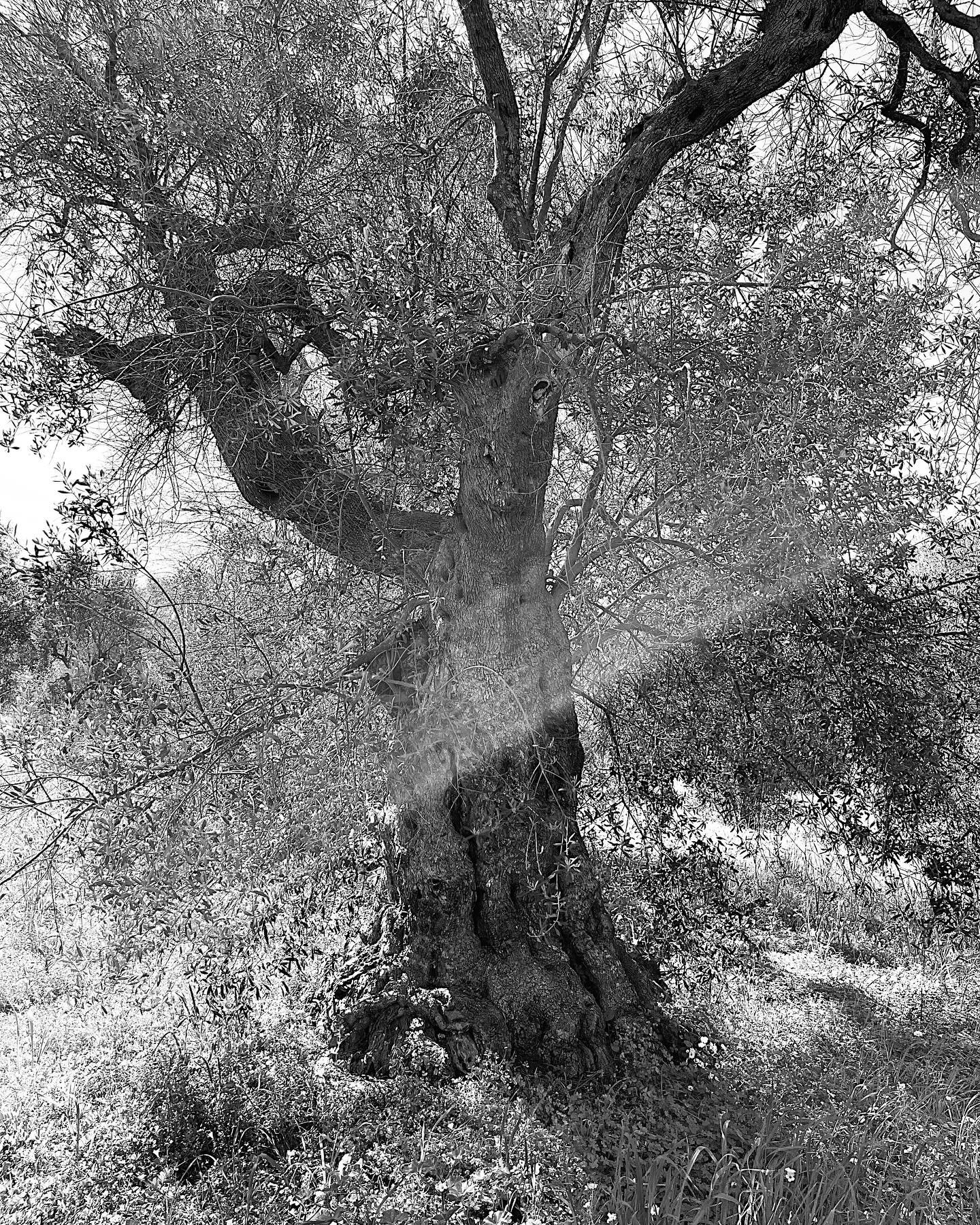 Olive trees at the end.