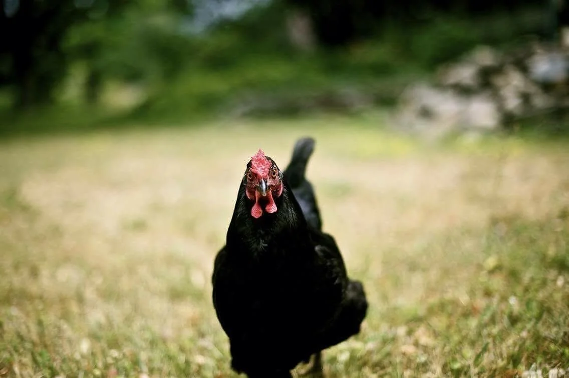 Traveling through time seeking a specific image and discovering Chicken, who spent a lot of her time trying to break into the house, convinced that her two legs were the password to join our flock.

Thank you @mpolenberg for the perfect picture of th