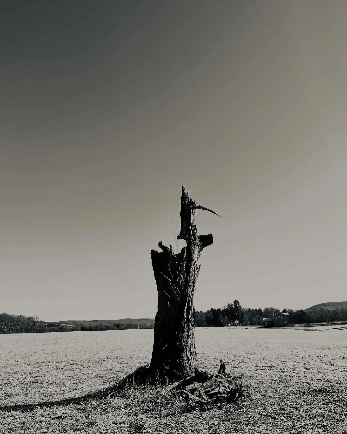 A broken heart.

#shagbarkhickory #noonertree