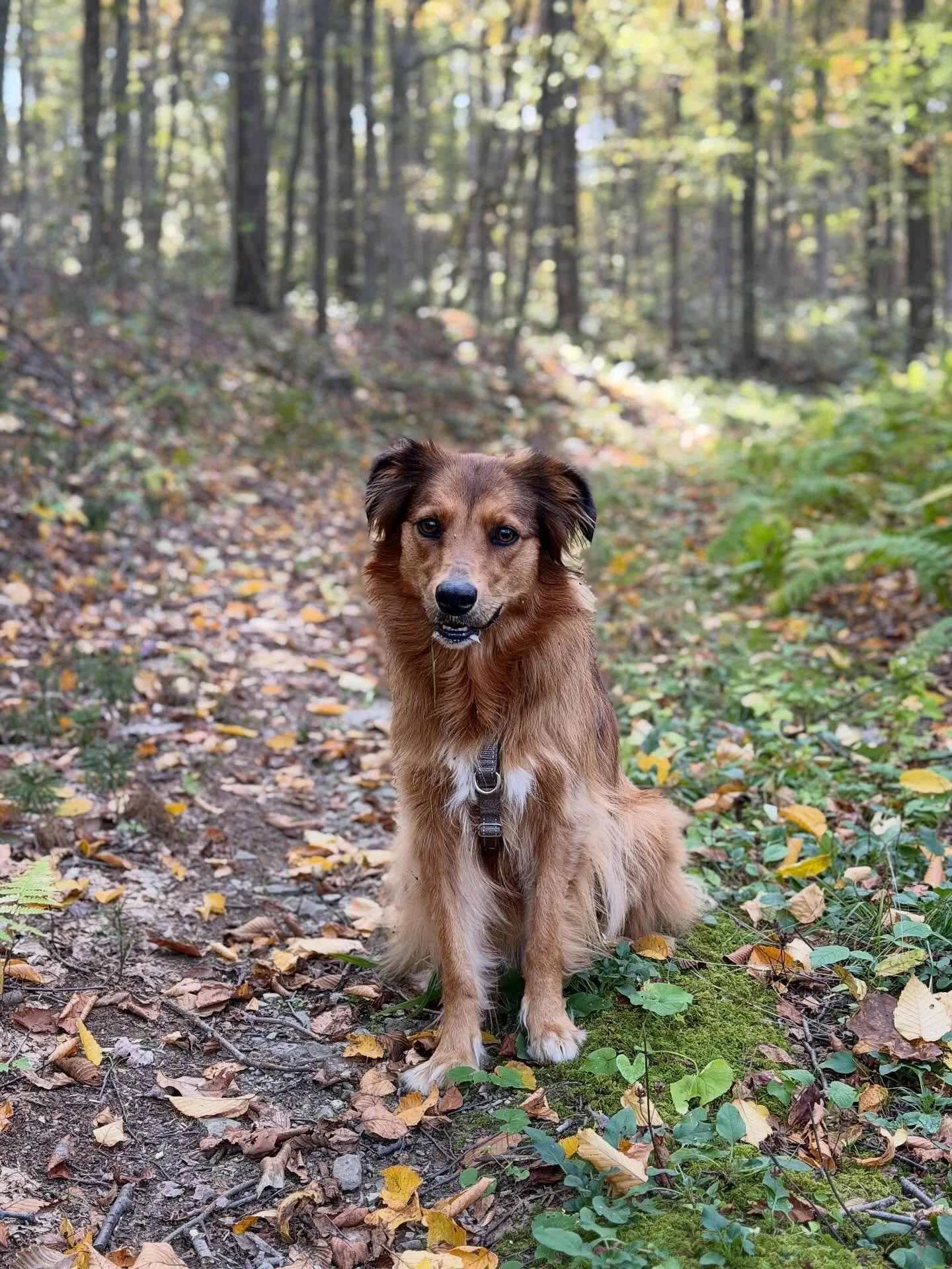 This week, the teen turned nineteen.  The final year of calling her that, though she&rsquo;s not been a teenager in my mind for ever so long now.

This dog, the wild thing, the annoying one, the LOUD one, was her 16th birthday present.  There is quit