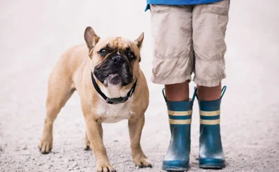 Photo Shoot with Your Pet