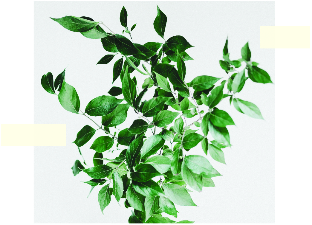 Base-Cleanse-Images-05.jpg