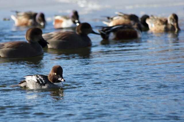   On Grasmere Lake in January, it’s all about impressing the girls — such as this common goldeneye female in the foreground, with her chocolate-colored head.  PHOTO BY TIM COLLINS 
