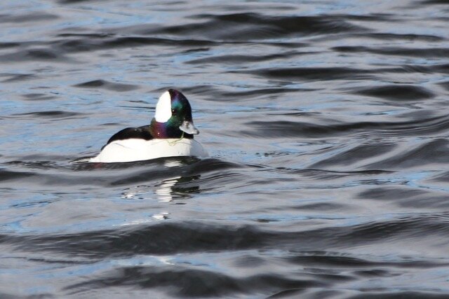   Trailing a bite of waterweed, a tiny bufﬂehead pops back up to the surface of Grasmere Lake after a dive.  PHOTO BY TIM COLLINS 