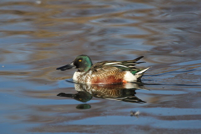   In courting season, male northern shovelers dress to impress.  PHOTO BY TIM COLLINS 