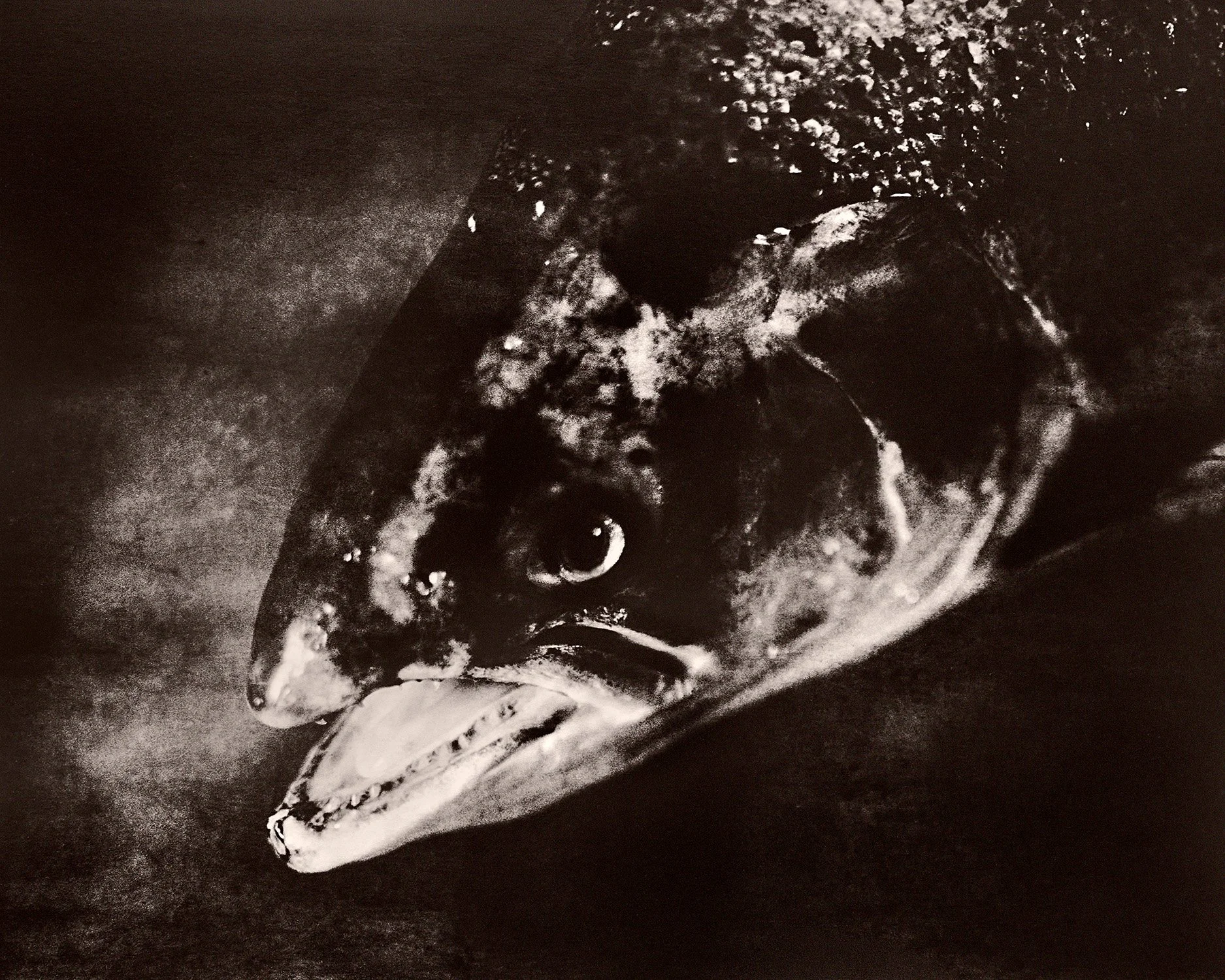 Fish Salmon_2026 1.jpg