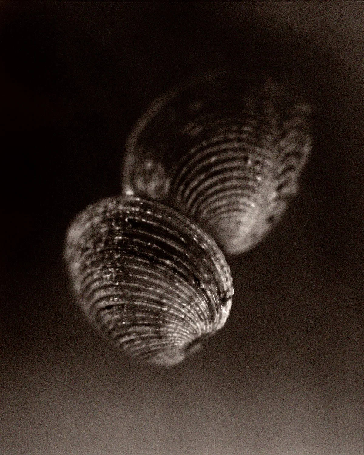 Fish Mussels 75.jpg