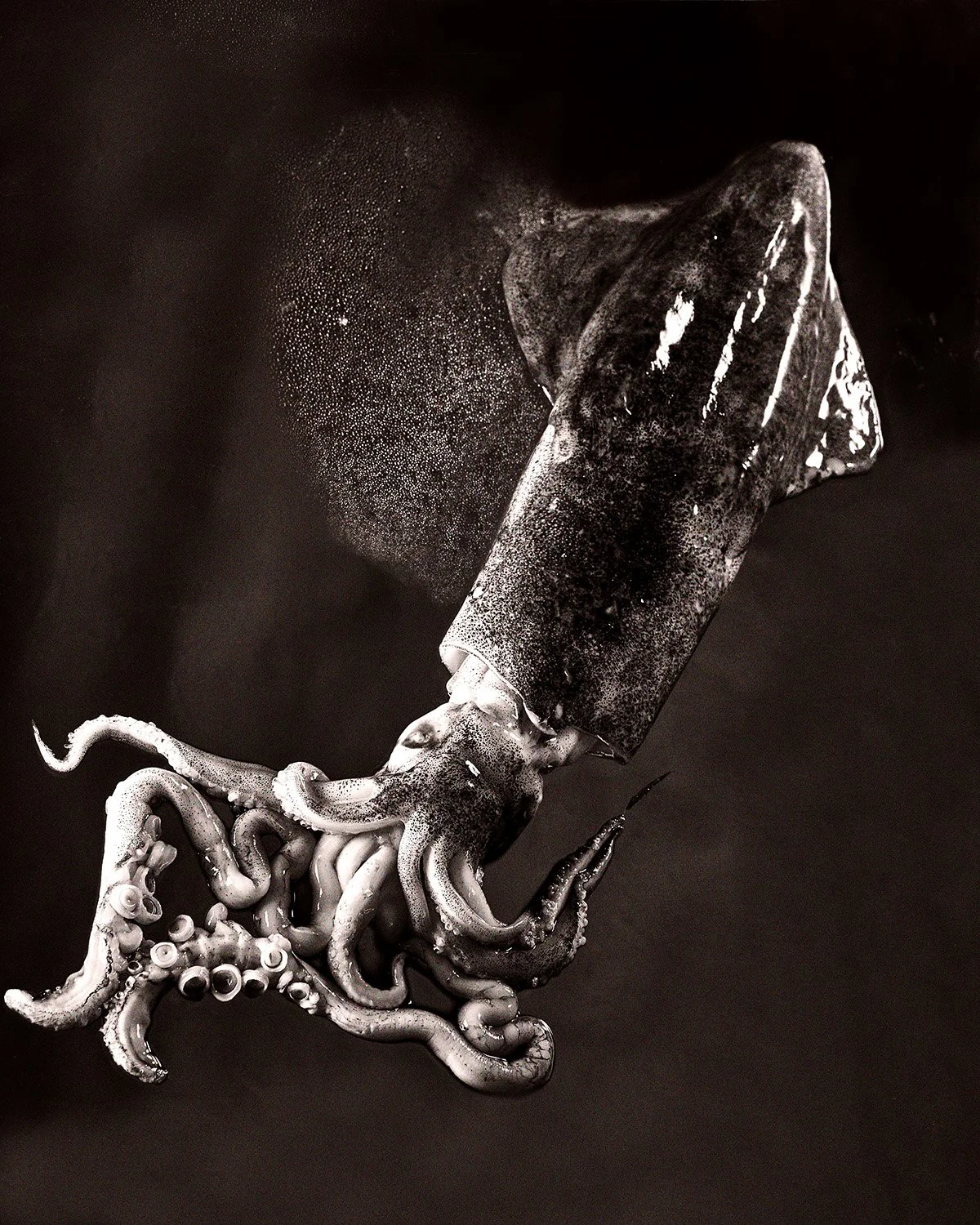 Fish Squid 2.jpg