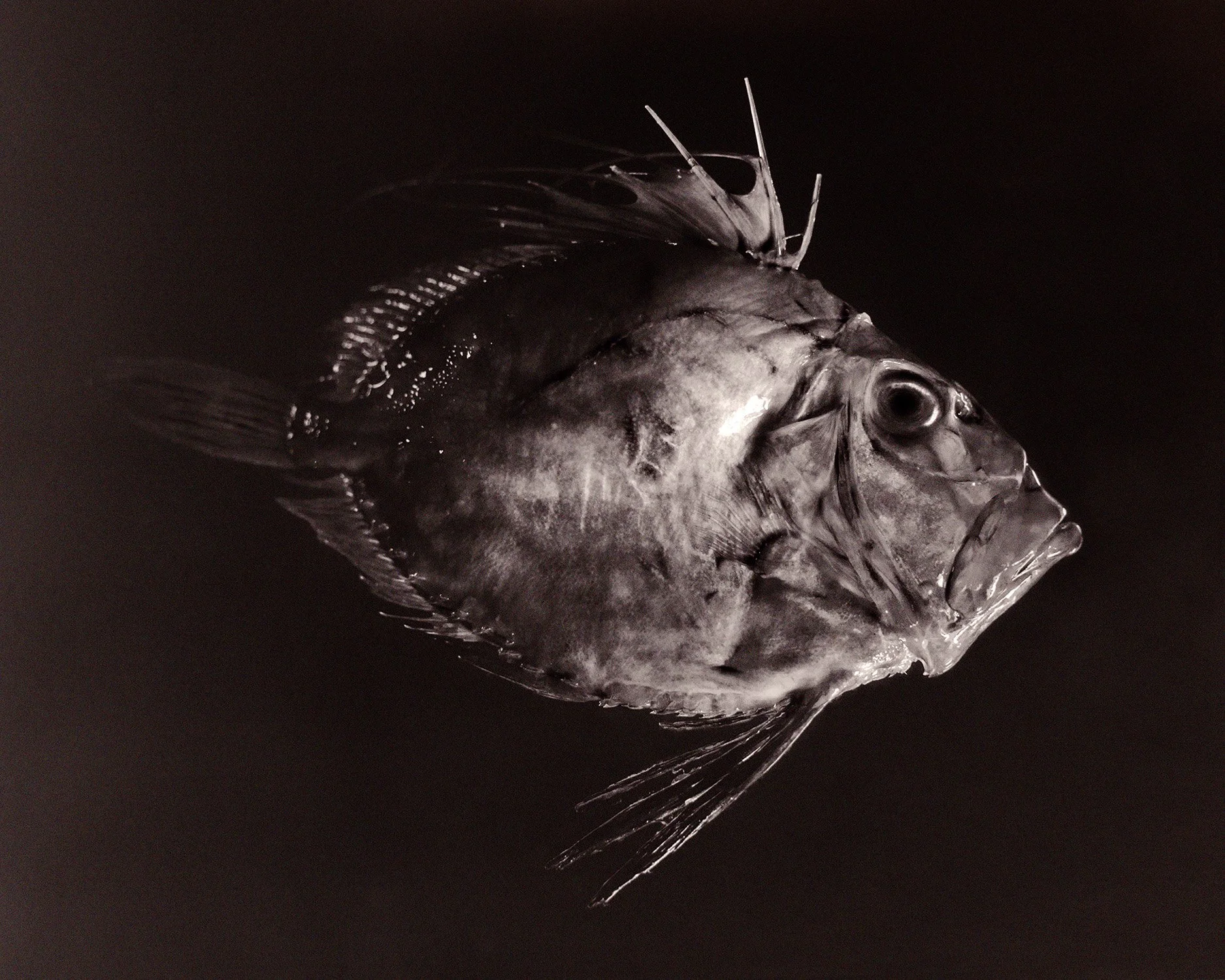 Fish 62.jpg