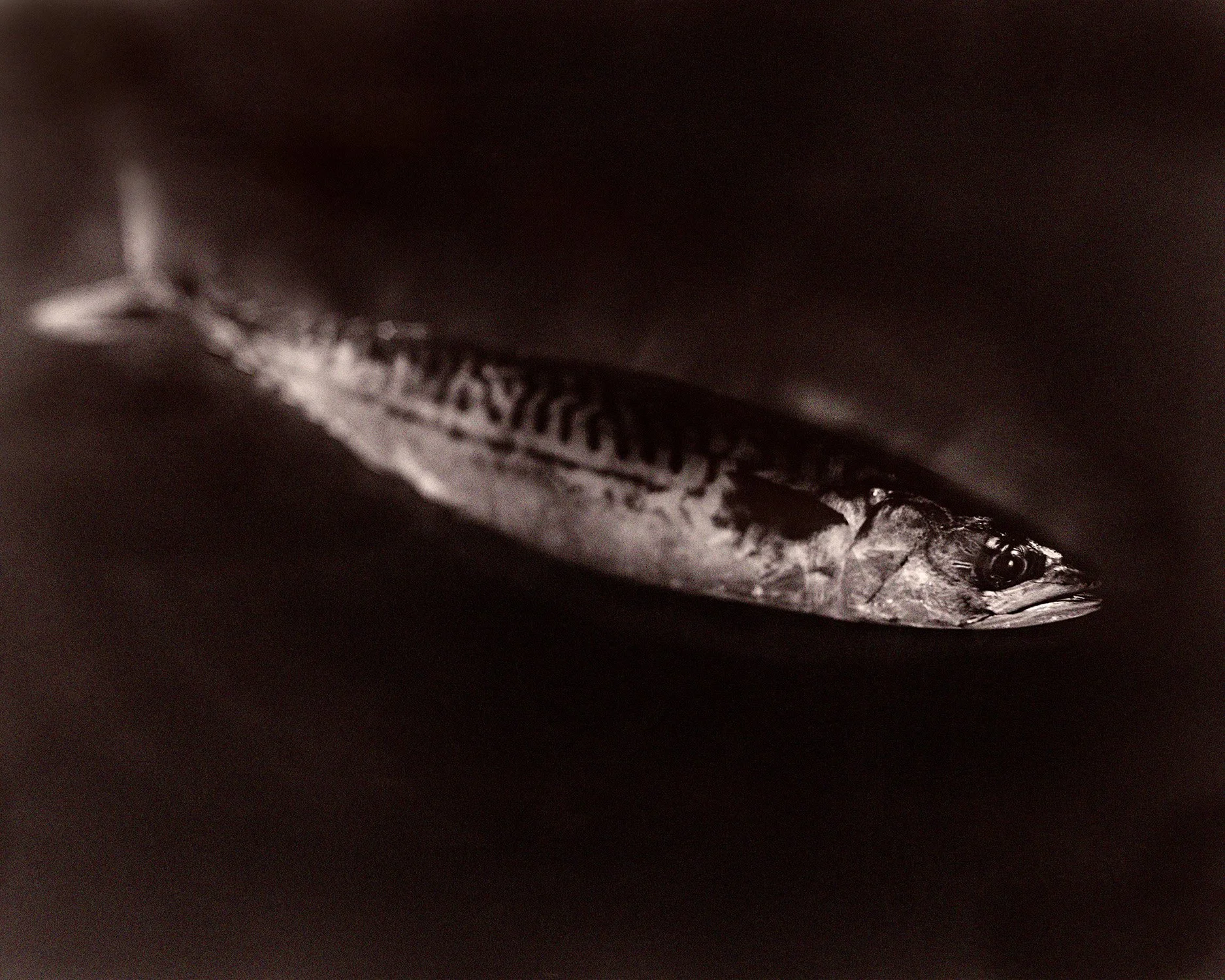 Fish 2026 16 Mackerel.jpg