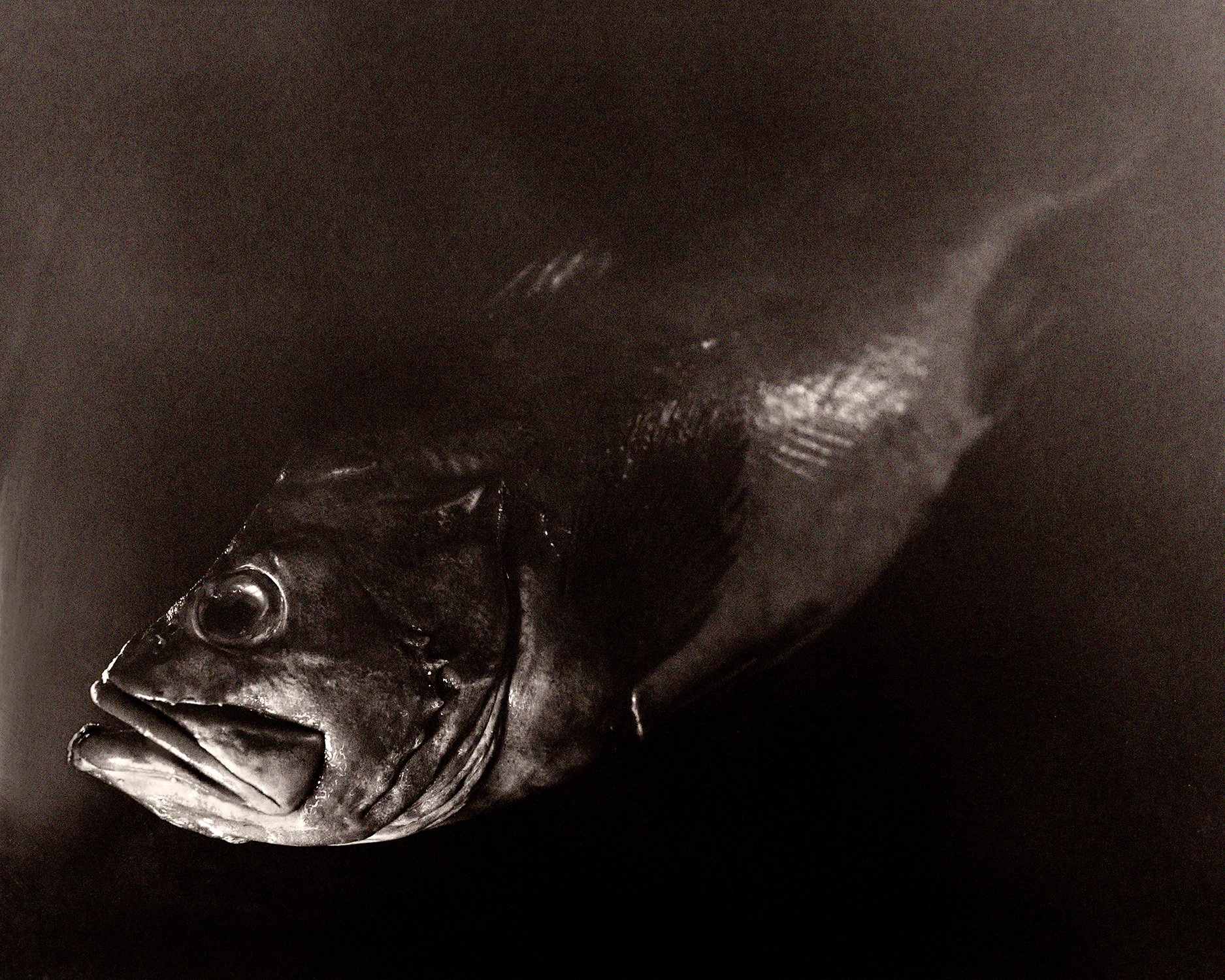 Fish RED.jpg