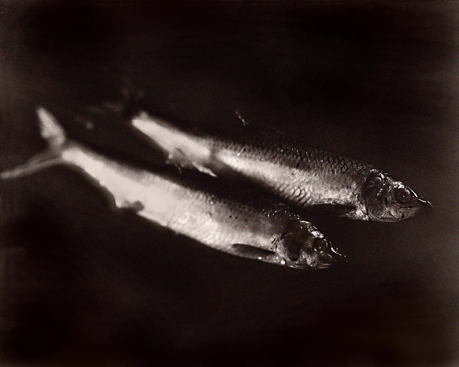 Fish 2026 21 Herrings.jpg